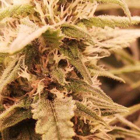 Skunk Sensi seed féminisé  #1 growlog timeline photo