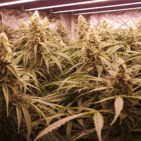 Skunk Sensi seed féminisé  #1 growlog timeline photo