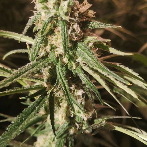 Skunk Sensi seed féminisé  #1 growlog timeline photo