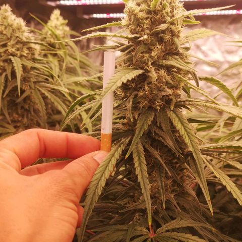 Skunk Sensi seed féminisé  #1 growlog timeline photo
