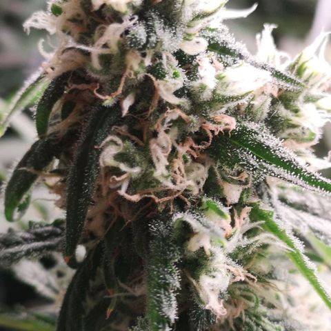 Skunk Sensi seed féminisé  #1 growlog photo: Depart en vacances au cap