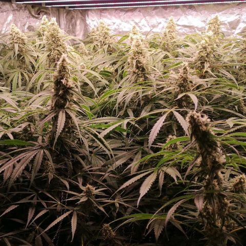 Skunk Sensi seed féminisé  #1 growlog photo: Depart en vacances au cap