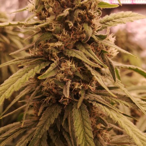 Skunk Sensi seed féminisé  #1 growlog photo: Depart en vacances au cap