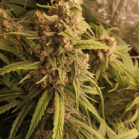 Skunk Sensi seed féminisé  #1 growlog timeline photo