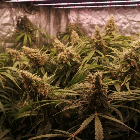 Skunk Sensi seed féminisé  #1 growlog timeline photo