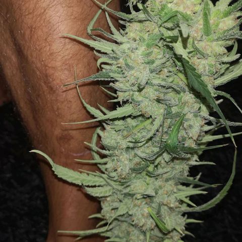 Skunk Sensi seed féminisé  #1 growlog timeline photo