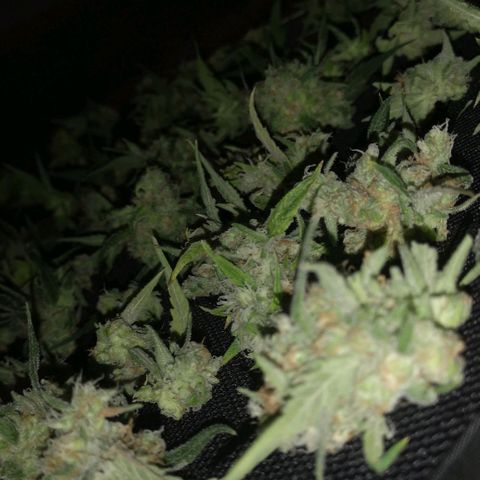 Skunk Sensi seed féminisé  #1 growlog timeline photo