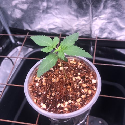 Animal Cookies growlog timeline photo