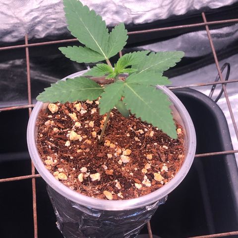 Animal Cookies growlog timeline photo