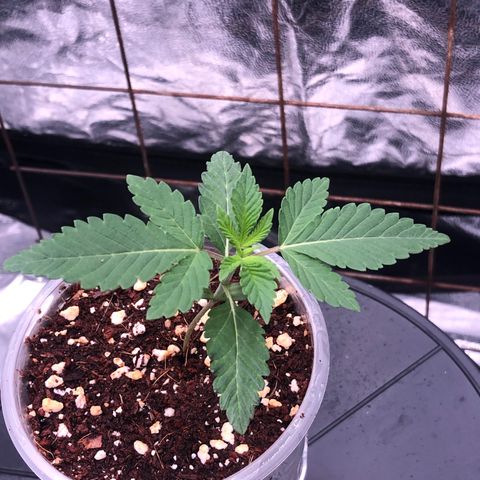 Animal Cookies growlog timeline photo