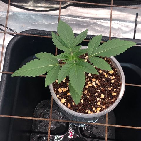 Animal Cookies growlog timeline photo