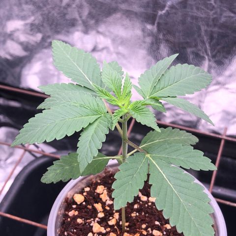 Animal Cookies growlog timeline photo