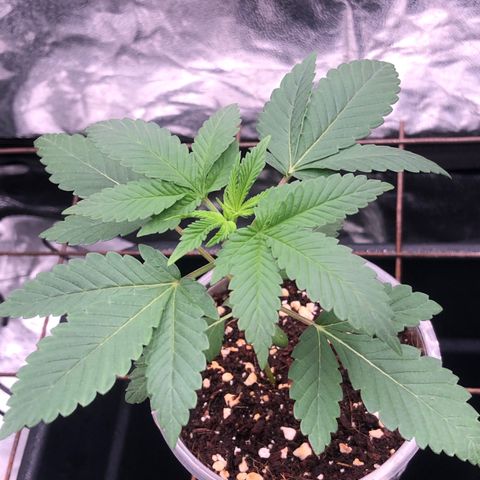 Animal Cookies growlog timeline photo