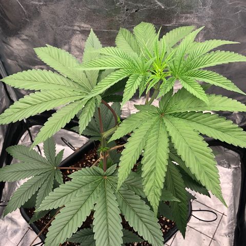 Animal Cookies growlog timeline photo