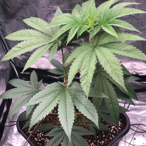Animal Cookies growlog timeline photo
