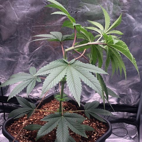 Animal Cookies growlog timeline photo
