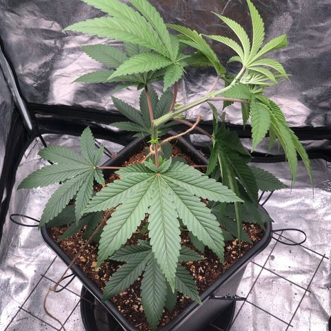 Animal Cookies growlog timeline photo