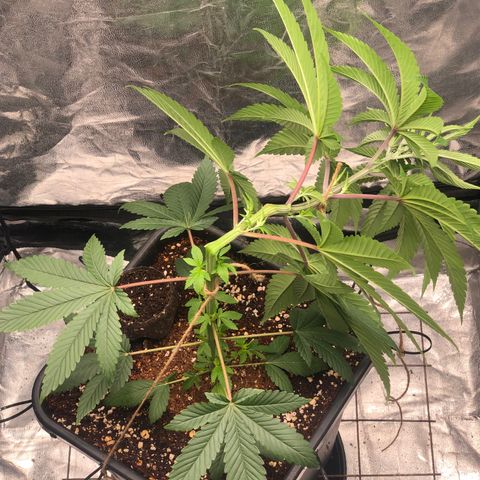 Animal Cookies growlog timeline photo