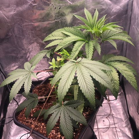 Animal Cookies growlog timeline photo