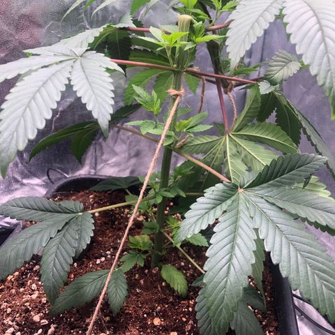 Animal Cookies growlog timeline photo