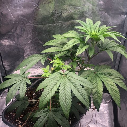 Animal Cookies growlog timeline photo