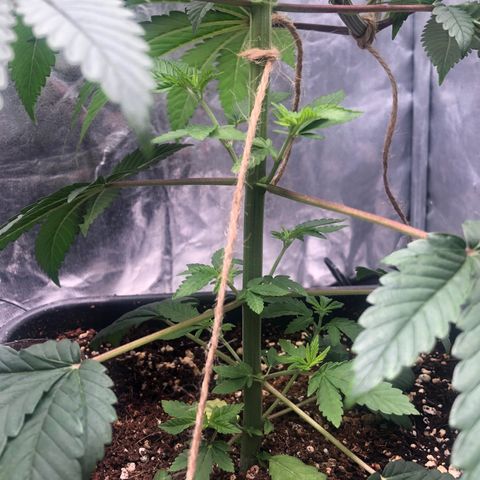 Animal Cookies growlog timeline photo
