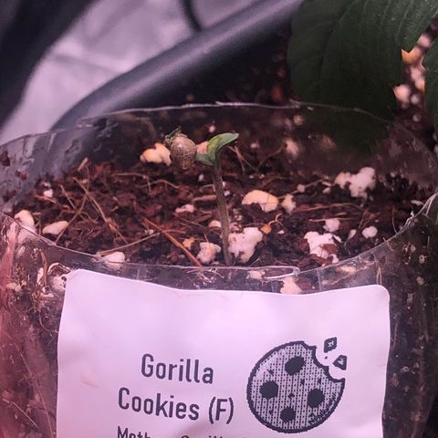 Animal Cookies growlog photo: Lil sister (Gorilla Cookies) 
From Seedsman seedbank 