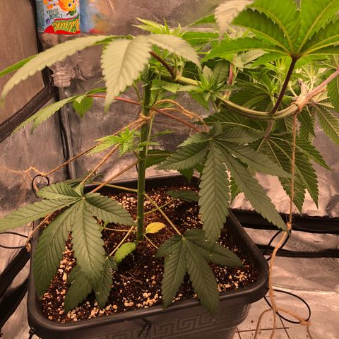 Animal Cookies growlog timeline photo