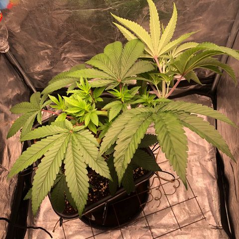 Animal Cookies growlog timeline photo