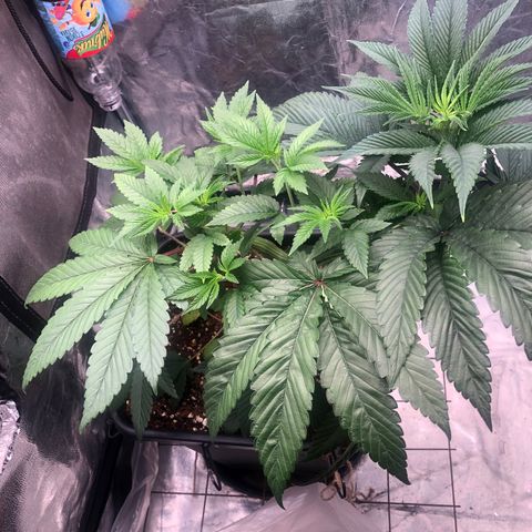 Animal Cookies growlog timeline photo
