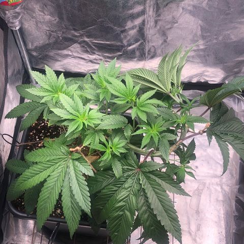 Animal Cookies growlog timeline photo