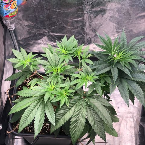 Animal Cookies growlog timeline photo