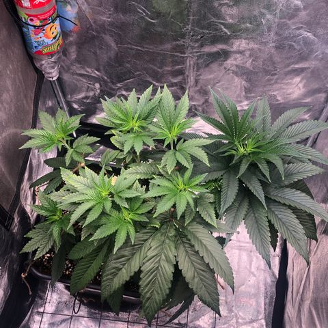 Animal Cookies growlog timeline photo