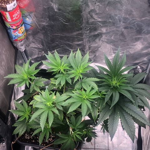 Animal Cookies growlog timeline photo