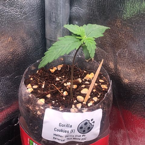 Gorilla Cookies  growlog timeline photo