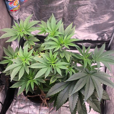 Animal Cookies growlog timeline photo