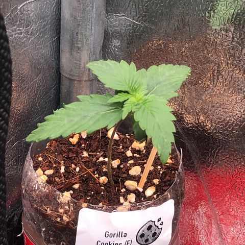 Gorilla Cookies  growlog timeline photo