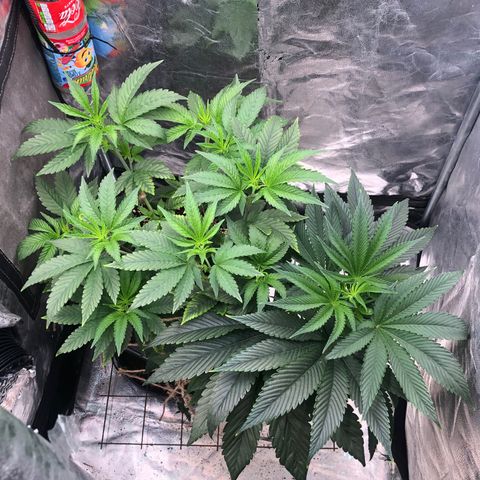 Animal Cookies growlog timeline photo