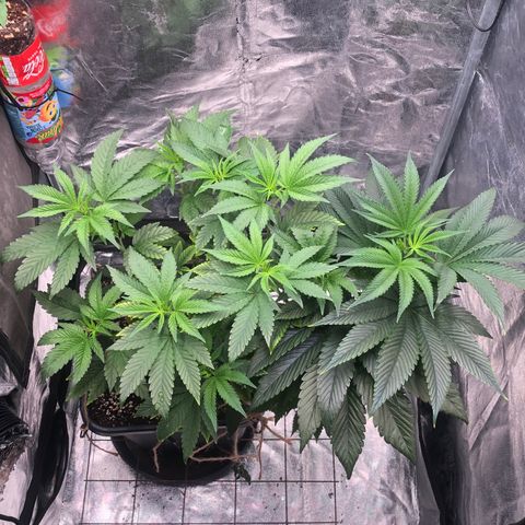 Animal Cookies growlog timeline photo