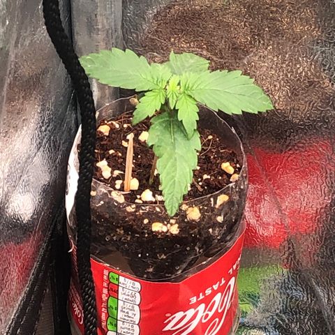 Gorilla Cookies  growlog timeline photo