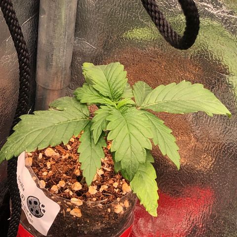 Gorilla Cookies  growlog timeline photo