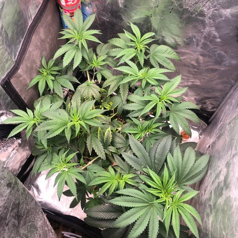 Animal Cookies growlog timeline photo
