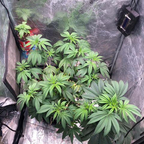 Animal Cookies growlog timeline photo