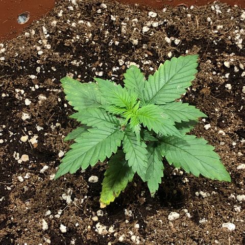 Gorilla Cookies  growlog timeline photo