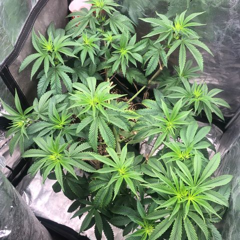 Animal Cookies growlog timeline photo