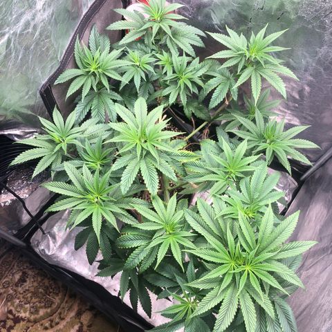 Animal Cookies growlog timeline photo