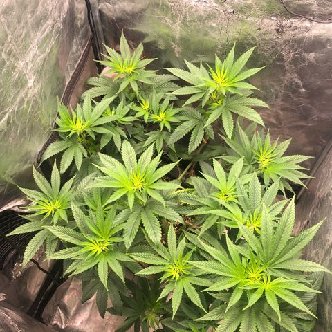 Animal Cookies growlog timeline photo