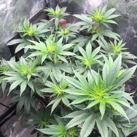 Animal Cookies growlog timeline photo