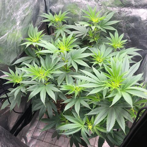 Animal Cookies growlog timeline photo