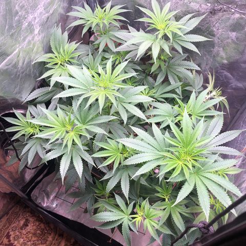 Animal Cookies growlog timeline photo